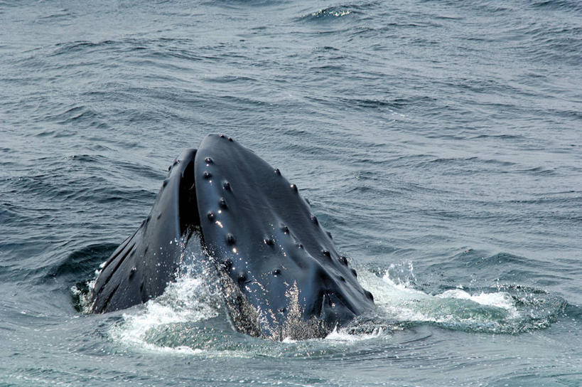 游泳,无人,横图,室外,白天,海洋,水,哺乳动物,野生动物,美国,流水,自然,动物,摄影,鲸,部分,环境,生物学,北美,北美洲,美洲,马萨诸塞州,麻州,麻省,马萨诸塞,麻塞诸塞,老殖民地,海湾之州,北亚美利加洲,亚美利加洲,鲸类,驼背鲸,新英格兰,科德角,濒危物种,彩图,美利坚合众国,鳕鱼角,动物学