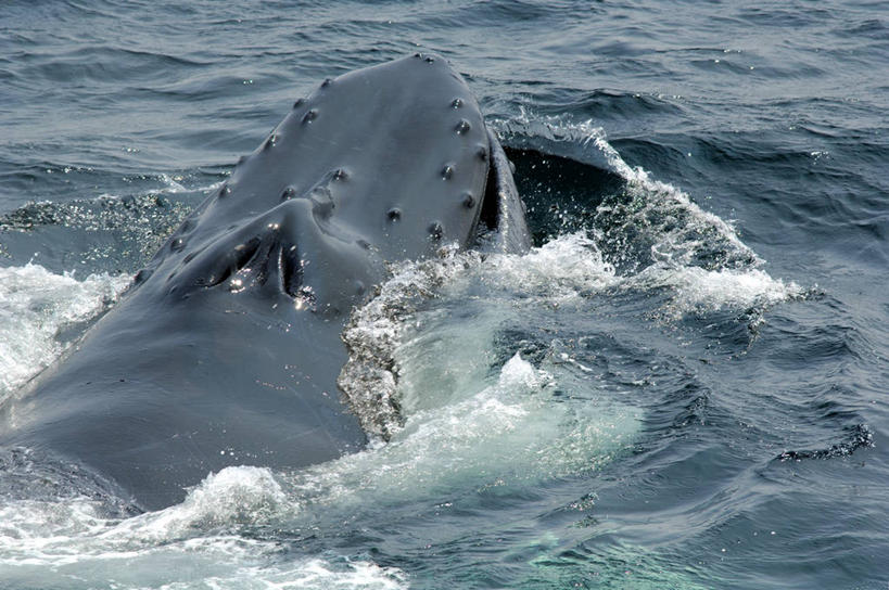 游泳,无人,横图,室外,白天,海洋,水,哺乳动物,野生动物,美国,流水,自然,动物,摄影,鲸,部分,环境,生物学,北美,北美洲,美洲,马萨诸塞州,麻州,麻省,马萨诸塞,麻塞诸塞,老殖民地,海湾之州,北亚美利加洲,亚美利加洲,鲸类,驼背鲸,新英格兰,科德角,濒危物种,彩图,美利坚合众国,鳕鱼角,动物学