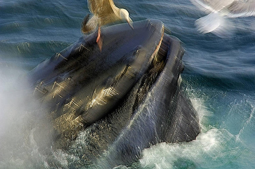 游泳,无人,横图,室外,特写,白天,运动模糊,海洋,水,哺乳动物,海鸟,海鸥,野生动物,美国,三只,流水,飞,自然,动物,摄影,鲸,部分,环境,生物学,北美,北美洲,美洲,马萨诸塞州,麻州,麻省,马萨诸塞,麻塞诸塞,老殖民地,海湾之州,北亚美利加洲,亚美利加洲,鲸类,驼背鲸,新英格兰,科德角,濒危物种,彩图,美利坚合众国,鳕鱼角,动物学