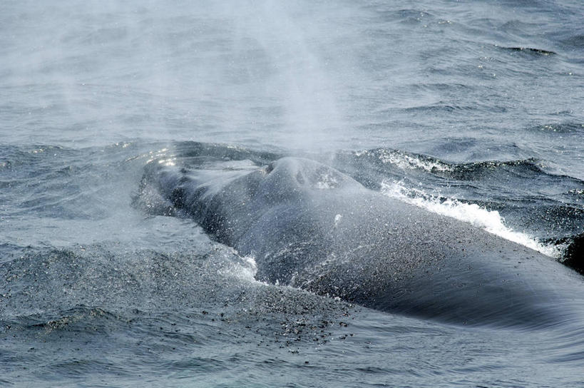游泳,无人,横图,室外,白天,海洋,水,野生动物,美国,喷,飞溅,流水,自然,动物,摄影,鲸,部分,环境,生物学,北美,北美洲,吸气,美洲,马萨诸塞州,麻州,麻省,马萨诸塞,麻塞诸塞,老殖民地,海湾之州,北亚美利加洲,亚美利加洲,鲸类,驼背鲸,新英格兰,科德角,彩图,美利坚合众国,鳕鱼角,动物学