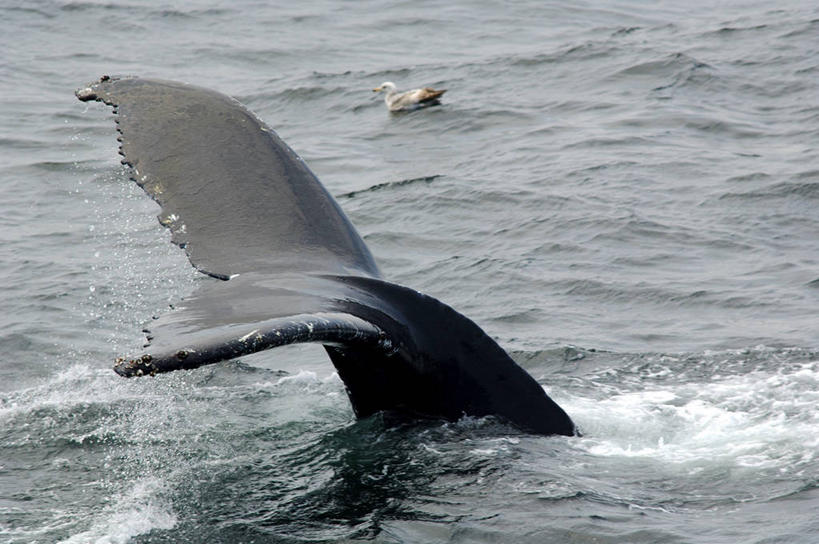 游泳,无人,横图,室外,特写,白天,海洋,水,海鸟,海鸥,野生动物,美国,飞溅,溅,液体,流水,水滴,水珠,自然,动物,两只,摄影,鲸,凹陷,部分,环境,生物学,鳍,北美,北美洲,喷洒,美洲,马萨诸塞州,麻州,麻省,马萨诸塞,麻塞诸塞,老殖民地,海湾之州,北亚美利加洲,亚美利加洲,鲸类,驼背鲸,新英格兰,科德角,彩图,美利坚合众国,鳕鱼角,动物学,下陷