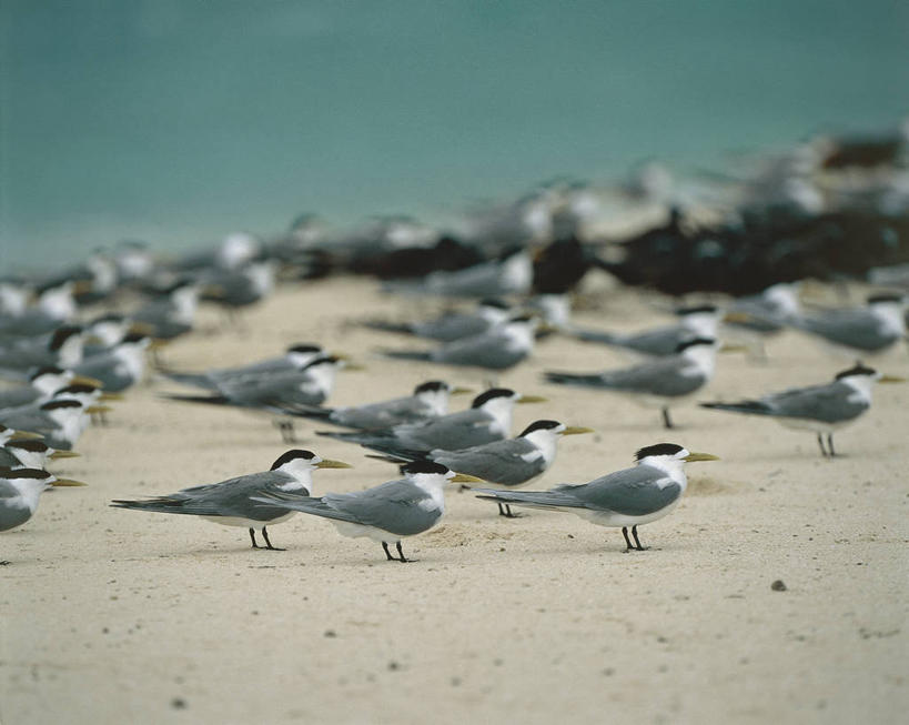 无人,站,横图,室外,白天,侧面,重复,野生动物,一群,许多,科学,鸟类,燕鸥,沙子,很多,天空,自然,摄影,环境,生物学,彩图,动物学