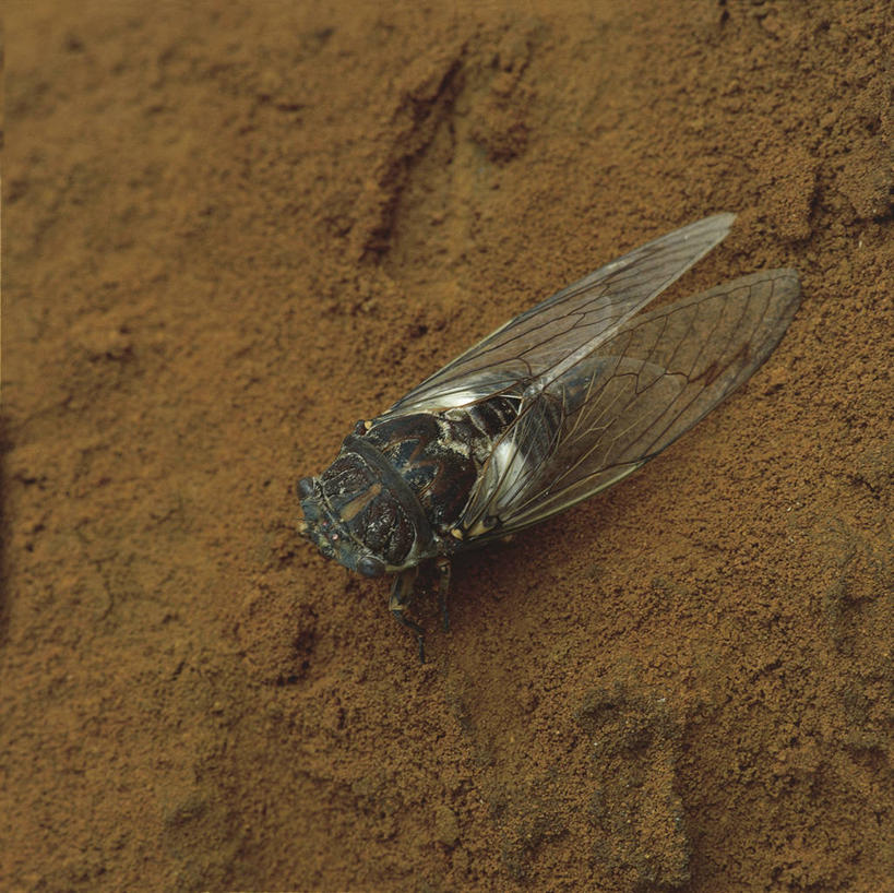 无人,横图,方图,俯视,室外,特写,白天,蝉,野生动物,澳大利亚,科学,昆虫,沙子,自然,动物,摄影,环境,生物学,国家公园,节肢动物,昆士兰州,澳大拉西亚,彩图,高角度拍摄,动物学,半翅目