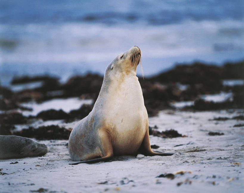 无人,横图,室外,白天,哺乳动物,海豹,海狮,野生动物,澳大利亚,科学,捕食,沙子,自然,动物,两只,可爱,摄影,活泼,环境,生物学,大洋洲,将军,澳大拉西亚,袋鼠岛,南澳大利亚,澳海狮,澳洲海狮,自然地理,海滩,彩图,动物学