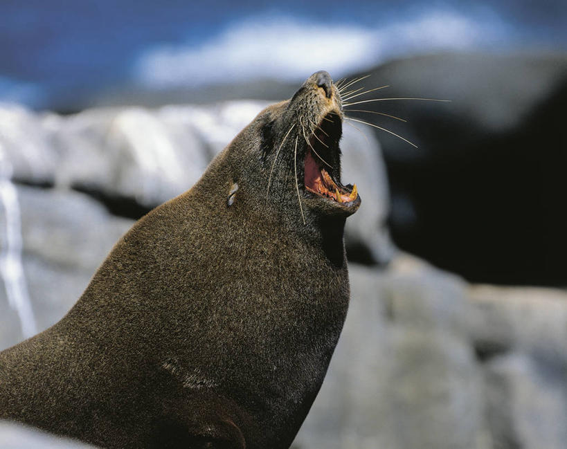 无人,横图,室外,白天,哺乳动物,海豹,海狮,野生动物,科学,捕食,褐色,自然,动物,打开,摄影,部分,环境,生物学,开启,海熊,闭着眼睛,彩图,动物学