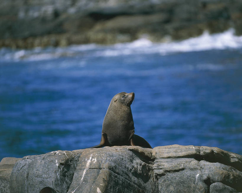 无人,横图,室外,白天,海洋,水,哺乳动物,海豹,海狮,野生动物,科学,捕食,悬崖,天空,自然,动物,看,摄影,环境,生物学,岩层,海熊,岩石,彩图,动物学