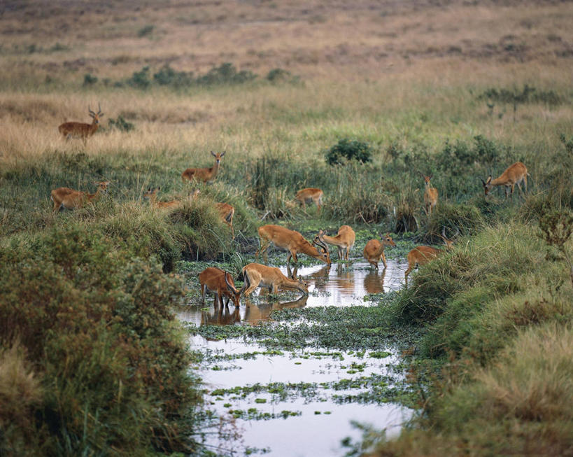 无人,站,横图,室外,白天,旅游,度假,合作,美景,水,哺乳动物,野生动物,非洲,一群,许多,喝,涉水,科学,羚羊,景观,田地,很多,娱乐,自然,动物,享受,休闲,景色,放松,摄影,宁静,环境,生物学,国家公园,自然风光,将军,偶蹄目,机敏,扎伊尔,刚果民主共和国,自然地理,彩图,动物学,郊野公园