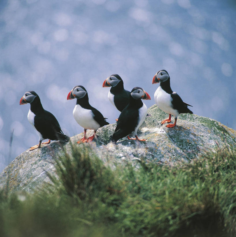 无人,竖图,方图,室外,白天,水,海鸟,鸟,野生动物,一排,整齐,科学,鸟类,草,排列,自然,动物,可爱,摄影,活泼,环境,生物学,队列,角嘴海雀,海雀,海鸦,岩石,彩图,动物学