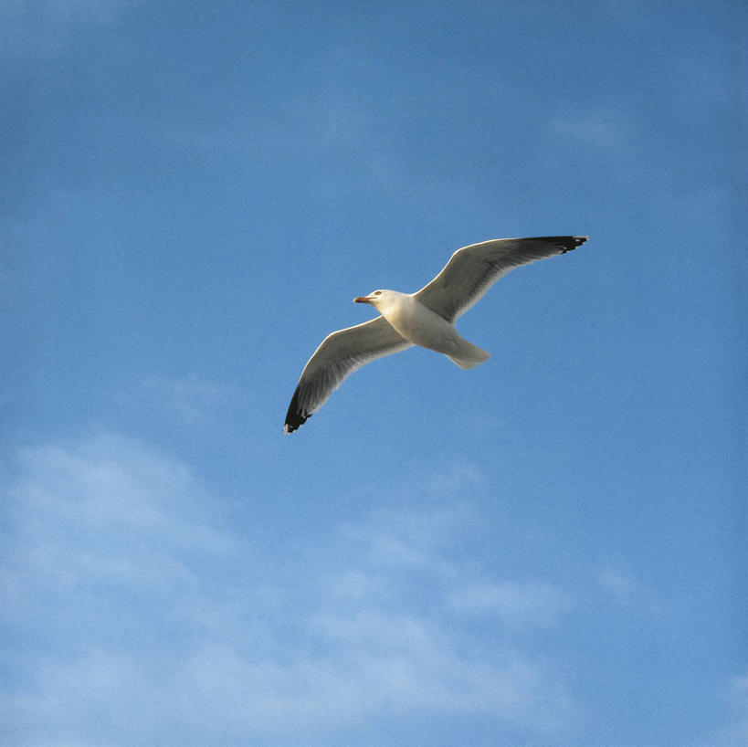 无人,横图,方图,室外,白天,留白,仰视,自由,海鸥,野生动物,科学,翅膀,云,半空,飞,蓝色,天空,自然,动物,摄影,环境,生物学,黑脊鸥,彩图,低角度拍摄,动物学