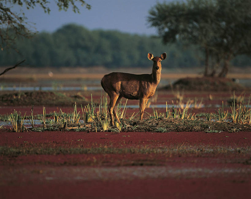 无人,站,横图,室外,白天,哺乳动物,鹿,野生动物,印度,亚洲,科学,联合国,自然,动物,可爱,摄影,活泼,环境,生物学,国家公园,偶蹄目,机敏,拉贾斯坦邦,濒危物种,印度次大陆,水鹿,自然地理,彩图,联合国教科文组织,动物学,郊野公园