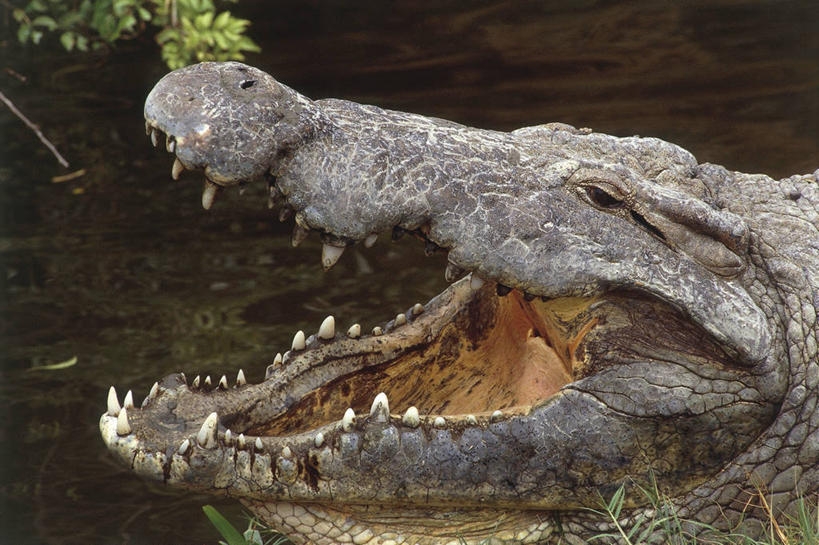 无人,横图,室外,白天,鳄鱼,野生动物,肯尼亚,科学,自然,动物,摄影,部分,环境,生物学,东非,彩图,马赛马拉国家保护区,动物学,尖牙