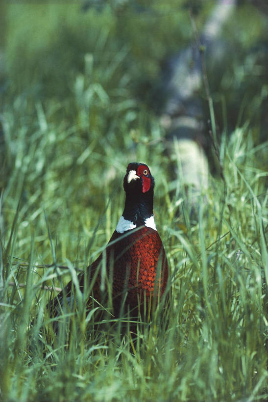 无人,竖图,室外,白天,鸟,野生动物,雉,科学,鸟类,草,自然,动物,摄影,部分,环境,生物学,环颈雉,彩图,鸡形目,动物学