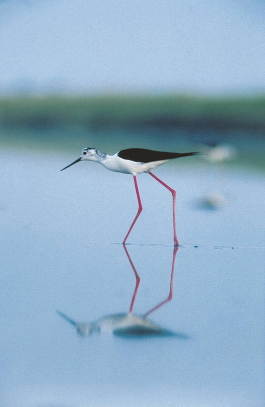 无人,竖图,室外,白天,野生动物,科学,鸟类,自然,动物,摄影,环境,生物学,黑翅长脚鹬,步行,彩图,动物学