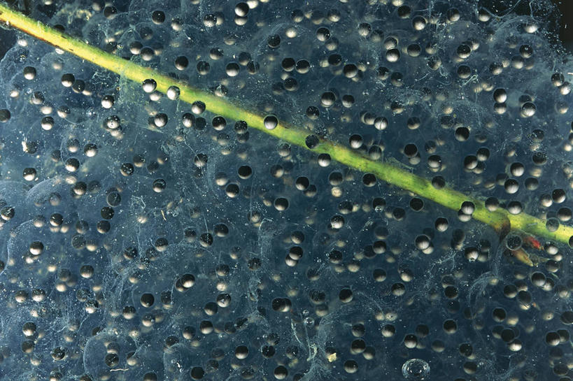 无人,横图,室外,特写,白天,青蛙,野生动物,科学,自然,摄影,环境,生物学,幼虫,卵,蛙卵,开端,彩图,全画面,全框架,全帧,全画幅,动物学