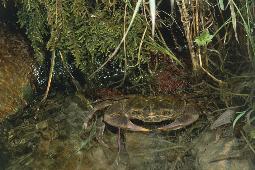 无人,横图,室外,白天,水,野生动物,科学,螃蟹,自然,动物,摄影,爪,环境,生物学,节肢动物,甲壳动物,彩图,动物学,淡水蟹