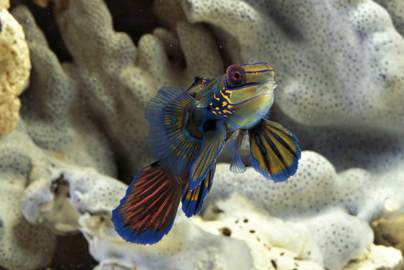 无人,横图,彩色,室外,白天,水下,野生动物,科学,鱼,珊瑚,鱼类,水族馆,自然,动物,摄影,五颜六色,鲈鱼,环境,色彩斑斓,生物学,五彩缤纷,咸水鱼,五彩斑斓,花鲈,鲈板,鲈子鱼,鳜鱼,五光十色,彩图,动物学