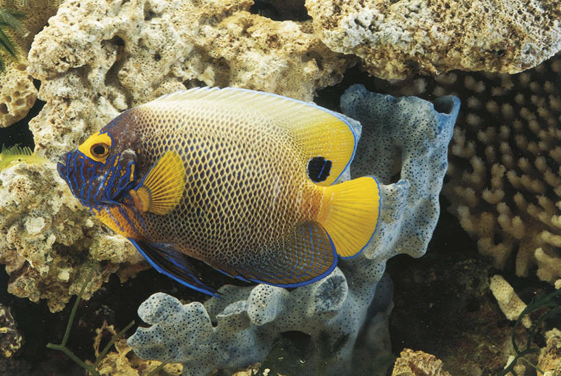 无人,横图,彩色,室外,白天,侧面,水下,野生动物,科学,鱼,珊瑚,鱼类,水族馆,自然,动物,摄影,五颜六色,鲈鱼,环境,色彩斑斓,生物学,五彩缤纷,蓝刺蝶鱼,五彩斑斓,花鲈,鲈板,鲈子鱼,五光十色,彩图,动物学