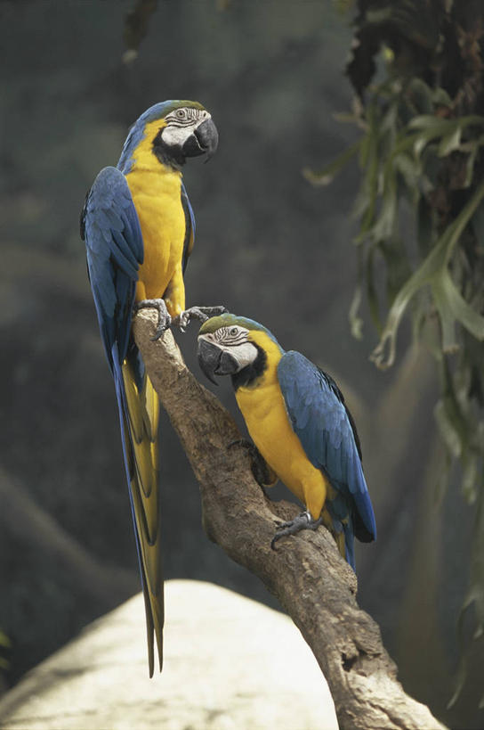 无人,竖图,彩色,室外,白天,野生动物,鹦鹉,新加坡,亚洲,科学,鸟类,枝,自然,动物,两只,摄影,栖息,园林,五颜六色,环境,色彩斑斓,生物学,金刚鹦鹉,五彩缤纷,五彩斑斓,热带鸟,蓝黄金刚鹦鹉,五光十色,彩图,动物学