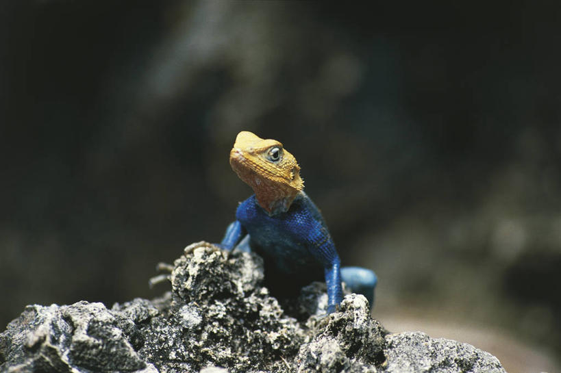 无人,横图,室外,白天,野生动物,非洲,肯尼亚,科学,自然,动物,生物,摄影,环境,生物学,国家公园,东非,岩石,彩图,动物学,郊野公园