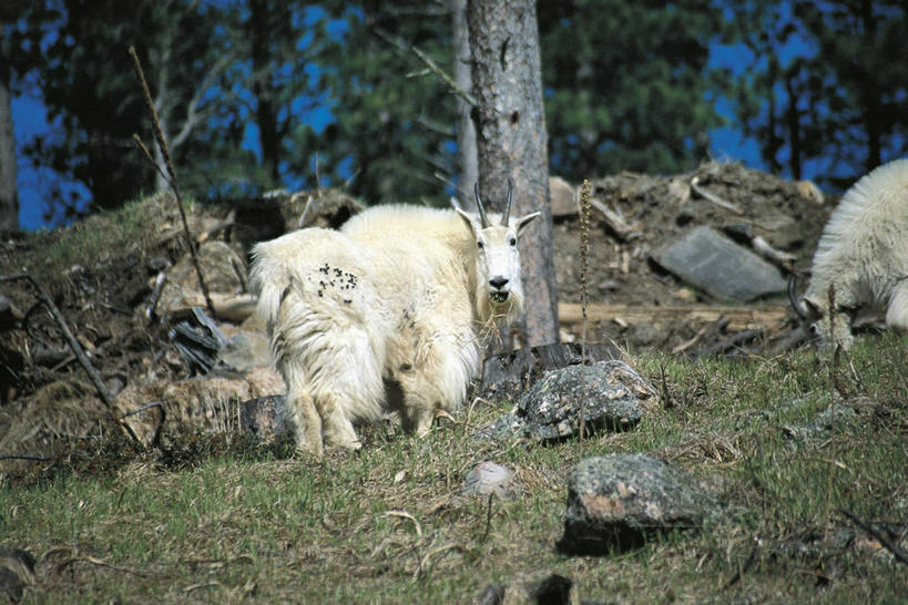 无人,站,横图,室外,白天,哺乳动物,野生动物,美国,科学,自然,动物,两只,生物,摄影,环境,生物学,北美,北美洲,美洲,南达科他州,北亚美利加洲,亚美利加洲,野生白山羊,国家森林公园,山羊,彩图,美利坚合众国,动物学