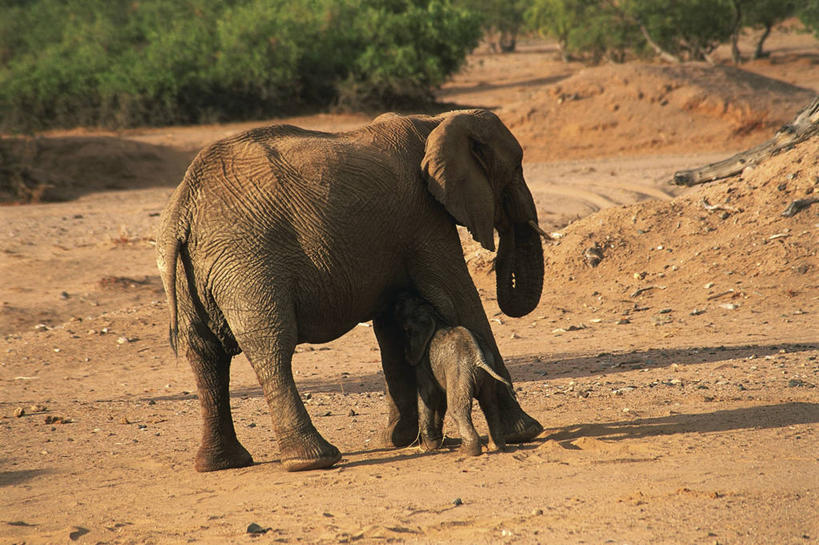 西方人,无人,父母,母亲,横图,室外,白天,哺乳动物,野生动物,欧洲,非洲,纳米比亚,黑人,欧洲人,科学,非洲象,自然,动物,两只,摄影,保护,环境,生物学,将军,达马拉兰,自然地理,非洲人,象,彩图,动物学