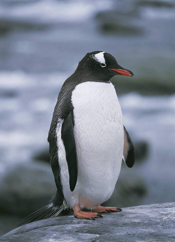 无人,竖图,室外,白天,海洋,水,企鹅,野生动物,科学,鸟类,自然,动物,摄影,环境,生物学,南极洲,将军,巴布亚企鹅,南极半岛,岩石,彩图,独处,动物学