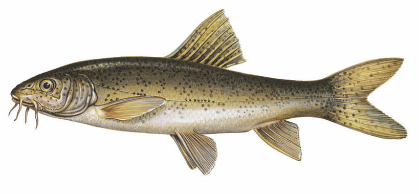 无人,横图,全景,白色背景,侧面,鲤鱼,科学,鱼,水产,鱼类,白色,动物,摄影,生物学,水生动物,水生物,鲃鱼,鲤子,鲤拐子,彩图,淡水生物,河鲜,动物学