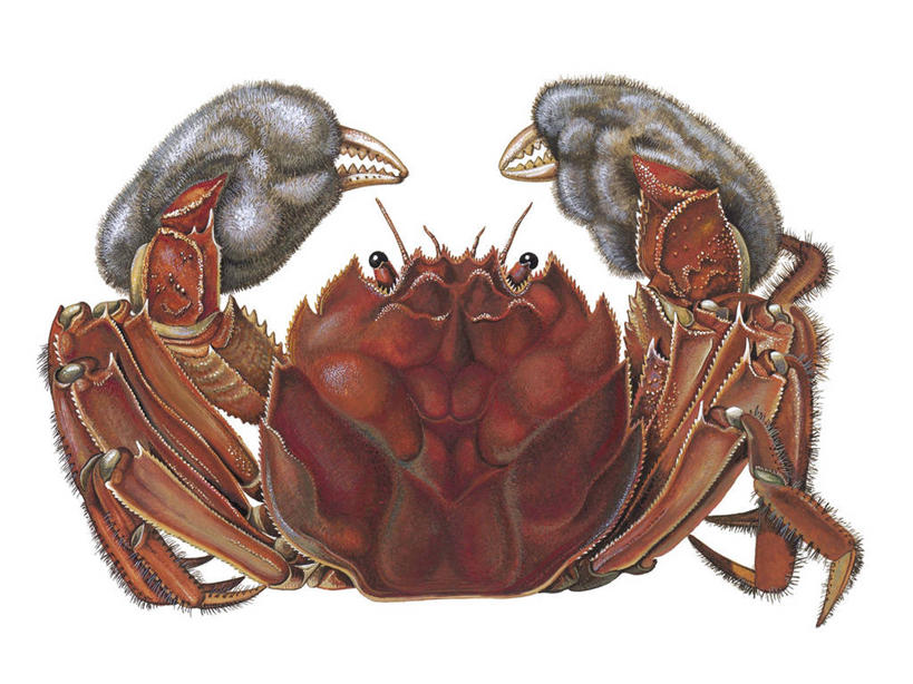 无人,横图,俯视,白色背景,科学,螃蟹,白色,动物,摄影,生物学,节肢动物,甲壳动物,彩图,高角度拍摄,动物学,淡水蟹