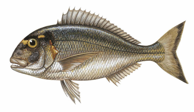 无人,横图,白色背景,侧面,热带鱼,科学,白色,动物,摄影,海鲷,生物学,彩图,动物学