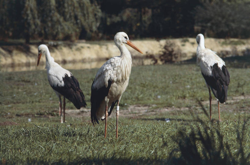 无人,站,横图,室外,白天,旅游,度假,美景,野生动物,三只,科学,鸟类,景观,田地,娱乐,自然,享受,休闲,景色,放松,摄影,环境,生物学,鹳,自然风光,白鹳,彩图,动物学