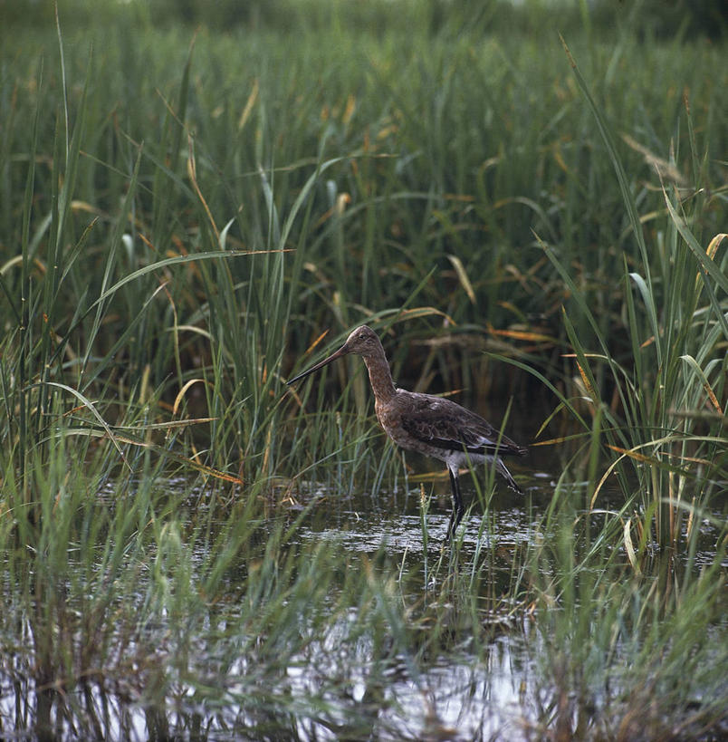 无人,竖图,科学,鸟类,动物,摄影,生物学,黑尾塍鹬,彩图,动物学