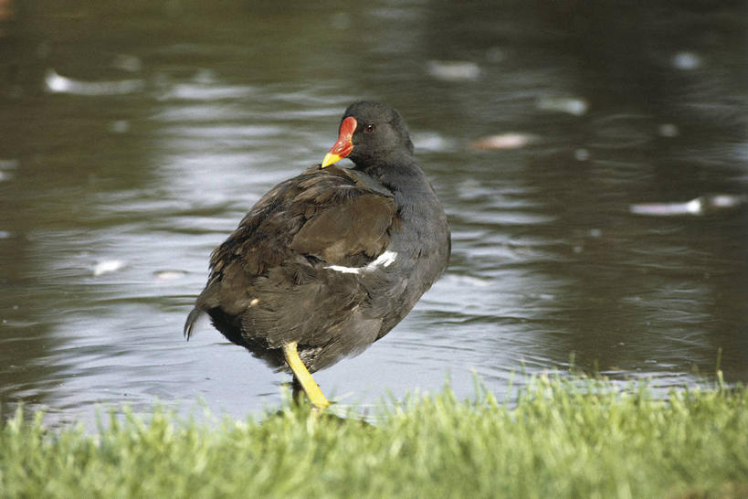 无人,站,横图,室外,白天,湖,河流,野生动物,科学,鸟类,流水,草,自然,动物,摄影,环境,生物学,黑水鸡,彩图,动物学