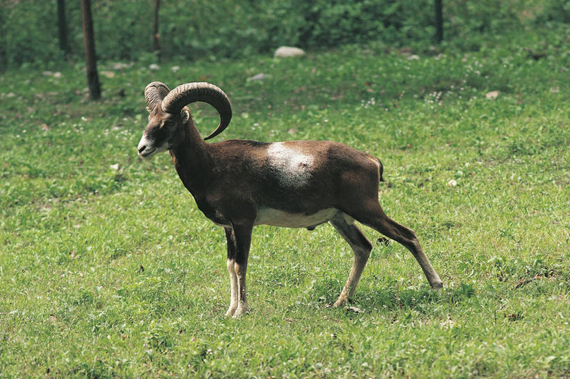 无人,站,横图,室外,白天,侧面,哺乳动物,野生动物,科学,田地,自然,动物,摄影,环境,生物学,偶蹄目,欧洲盘羊,彩图,动物学