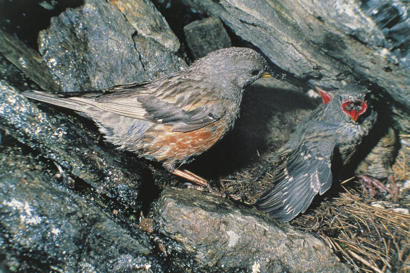 无人,横图,室外,白天,野生动物,三只,科学,鸟类,鸟巢,小鸟,依靠,自然,动物,摄影,栖息,环境,生物学,脆弱,关爱,饥饿,喂养,彩图,弱点,动物行为,动物学,饿