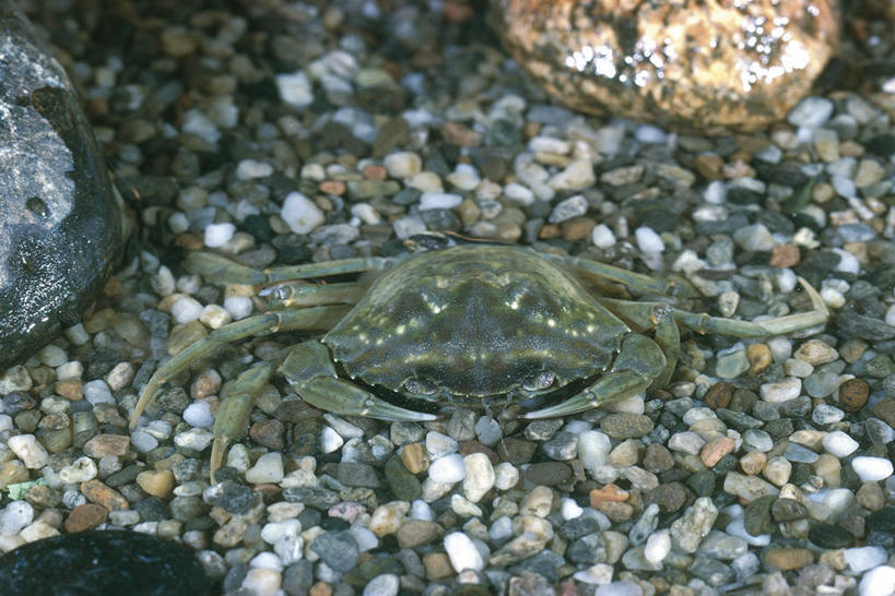 无人,横图,室外,水下,海洋,水,野生动物,科学,螃蟹,自然,动物,摄影,环境,生物学,沙砾,节肢动物,甲壳动物,岩石,彩图,动物学,淡水蟹