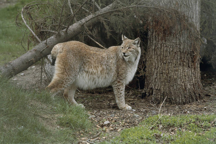 无人,横图,室外,白天,哺乳动物,野生动物,科学,捕食,树,自然,动物,摄影,落下,环境,生物学,山猫,野猫,猫科动物,机敏,彩图,动物学