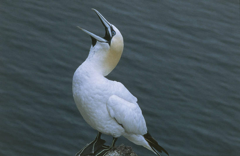 无人,横图,室外,白天,水,海鸟,野生动物,科学,鸟类,自然,动物,打开,摄影,环境,生物学,开启,近景,噪声,喙,鲣鸟,结巴鸟,北方鲣鸟,彩图,动物学