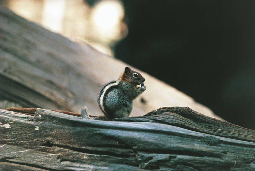 无人,坐,吃,横图,室外,白天,侧面,哺乳动物,野生动物,美国,科学,自然,动物,松鼠,摄影,环境,生物学,北美,北美洲,国家公园,加利福尼亚,美洲,地松鼠,优胜美地国家公园,北亚美利加洲,亚美利加洲,金毛鼠,彩图,美利坚合众国,动物学