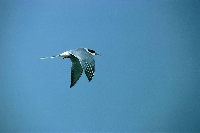 无人,横图,室外,白天,侧面,野生动物,科学,鸟类,燕鸥,飞,天空,自然,动物,摄影,环境,生物学,万里无云,彩图,动物学