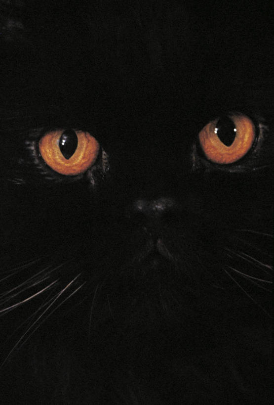 无人,竖图,特写,神秘,哺乳动物,猫,野生动物,科学,黑色,自然,动物,摄影,观看,环境,生物学,野猫,猫科动物,非洲野猫,危险,彩图,全画面,全框架,全帧,全画幅,动物学