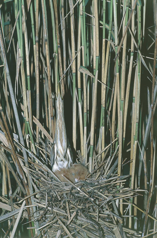 无人,竖图,室外,夜晚,植物,芦苇,野生动物,科学,鸟类,鸟巢,自然,动物,思考,摄影,环境,生物学,鹳,伪装,彩图,动物学