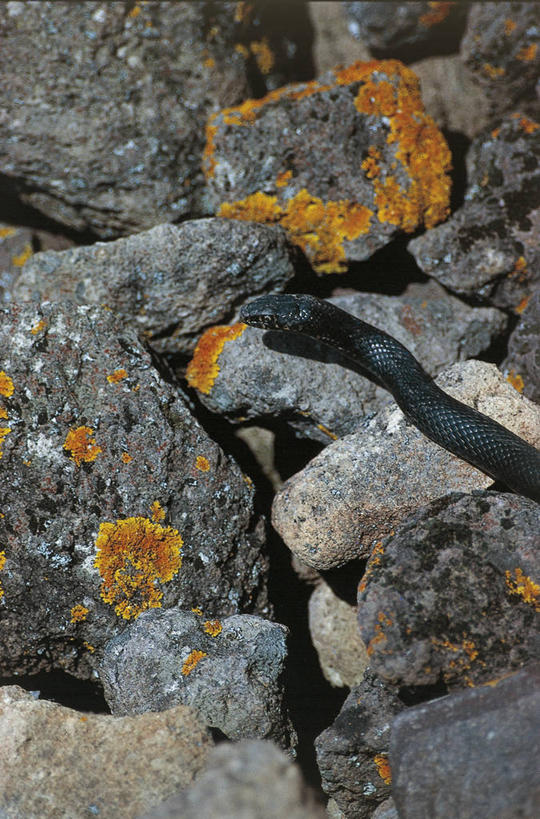 无人,竖图,室外,白天,野生动物,意大利,科学,蛇,自然,动物,摄影,部分,环境,生物学,西西里,南欧,伊奥利亚群岛,岩石,半身,彩图,动物学