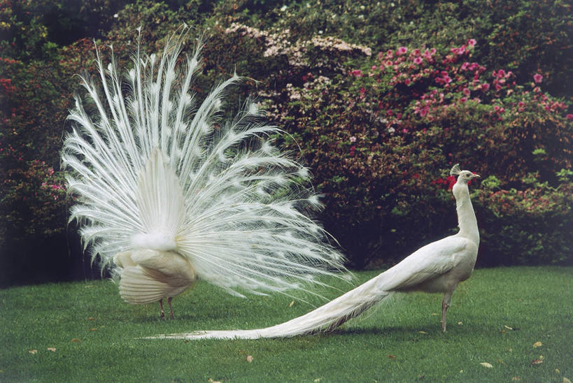 无人,横图,室外,白天,骄傲,草坪,孔雀,野生动物,意大利,科学,鸟类,庭院,一对,草,排列,自然,动物,两只,摄影,环境,散开,生物学,国家公园,南欧,马祖尔湖,热带鸟,炫耀,彩图,鸡形目,伴侣,动物学