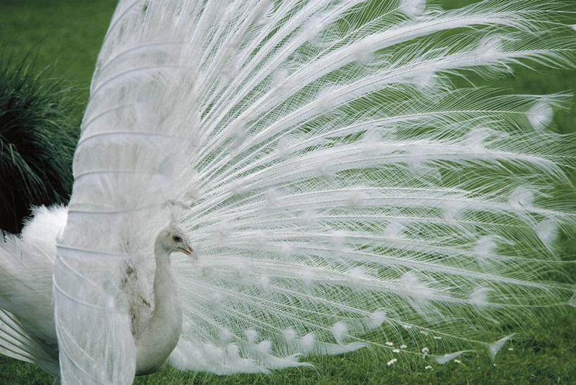 无人,横图,室外,白天,湖,孔雀,野生动物,羽毛,意大利,美国,科学,白色,自然,动物,摄影,环境,生物学,出示,马祖尔湖,热带鸟,半身,彩图,动物学