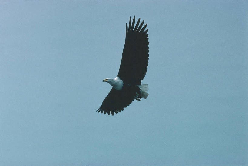 无人,横图,室外,白天,仰视,自由,野生动物,科学,翅膀,鸟类,飞,天空,自然,动物,摄影,环境,生物学,万里无云,非洲鱼鹰,彩图,低角度拍摄,动物学