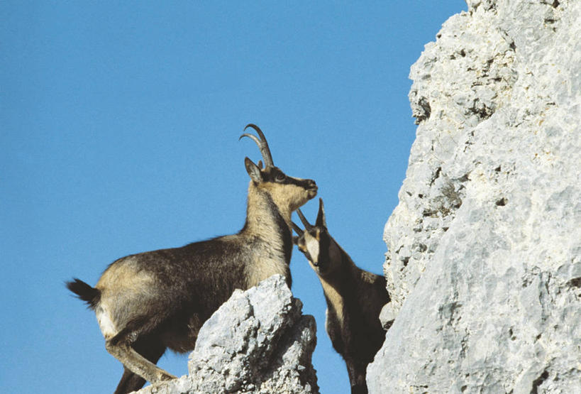 无人,横图,室外,白天,仰视,山,哺乳动物,野生动物,科学,羚羊,自然,动物,两只,摄影,环境,生物学,偶蹄目,岩石,山羊,彩图,低角度拍摄,动物学,岩羚羊