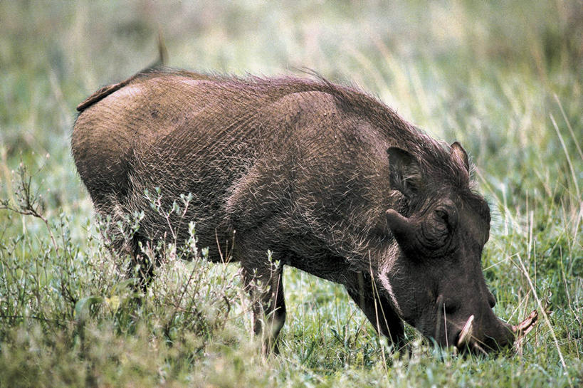 无人,站,横图,室外,白天,侧面,哺乳动物,野生动物,疣猪,猪,科学,野猪,田地,自然,动物,摄影,环境,生物学,偶蹄目,彩图,动物学
