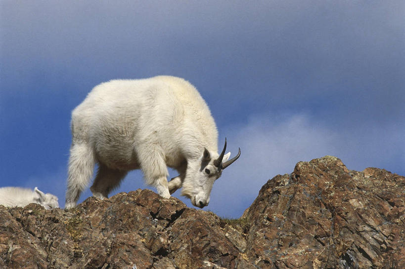 无人,站,横图,室外,白天,山,哺乳动物,野生动物,加拿大,科学,白色,自然,动物,摄影,环境,生物学,偶蹄目,野生白山羊,育空地区,岩石,绵羊,彩图,动物学