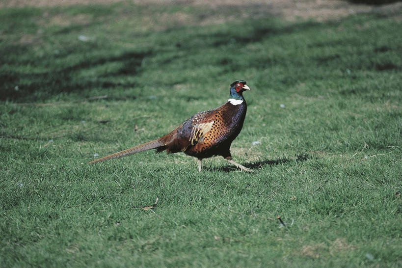 无人,横图,室外,白天,侧面,野生动物,雉,科学,鸟类,草,自然,动物,摄影,环境,生物学,环颈雉,步行,彩图,鸡形目,动物学