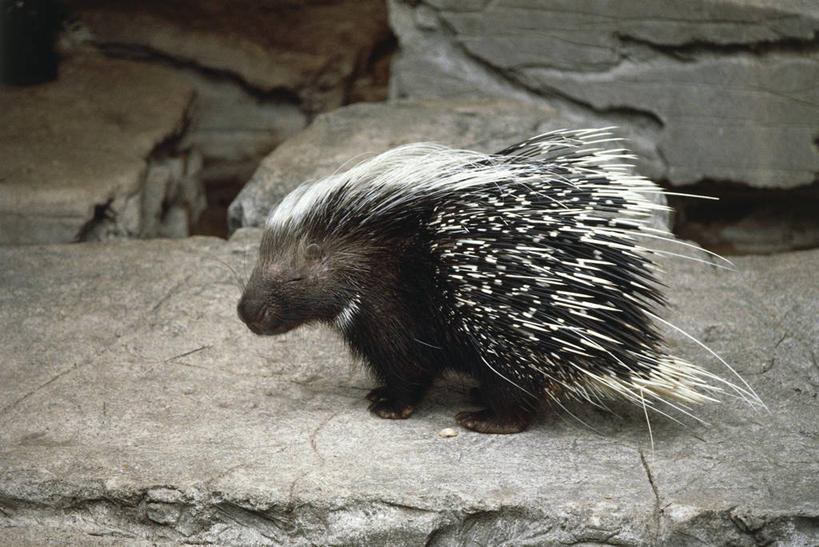 无人,横图,室外,白天,侧面,哺乳动物,豪猪,野生动物,科学,自然,动物,摄影,环境,生物学,非洲冕豪猪,岩石,彩图,动物学